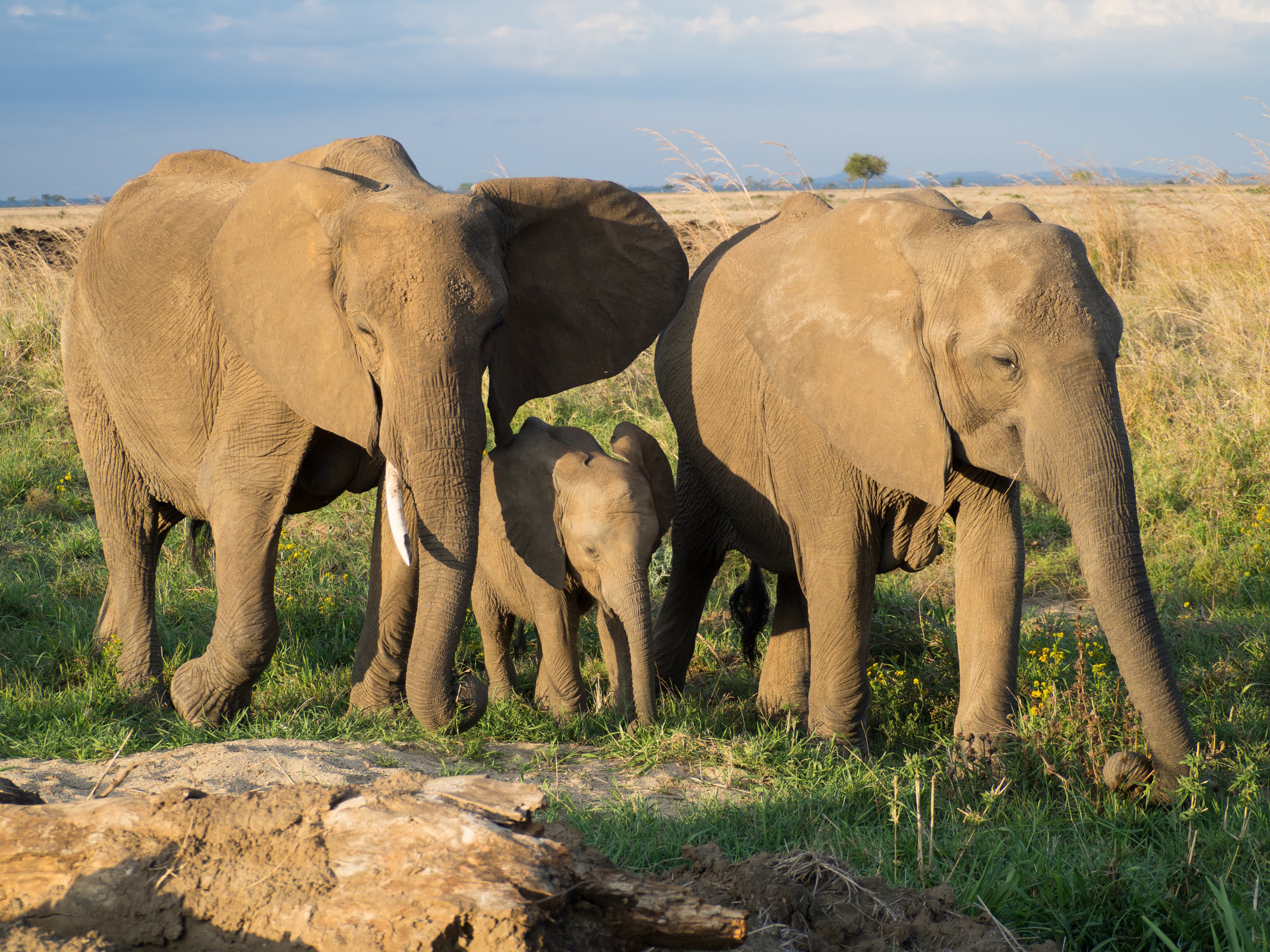 RUAHA DAY TRIP FROM IRINGA